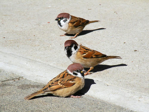 DSCN4085.jpg