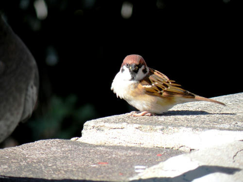 DSCN4088.jpg