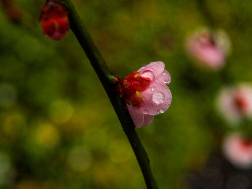 P2060035b.JPG