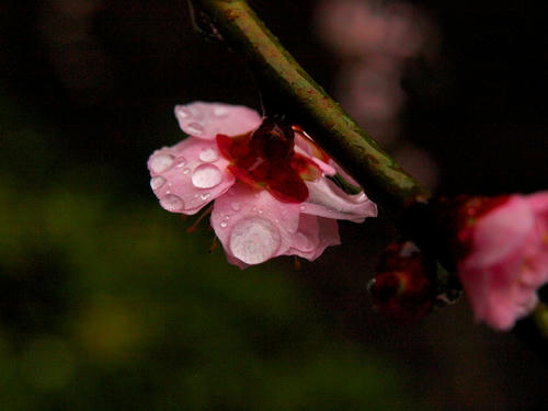 P2060039.JPG