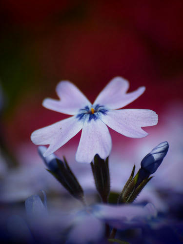 _5016161toyfoto.jpg
