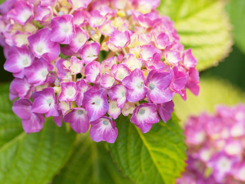 _6059384_color2.jpg