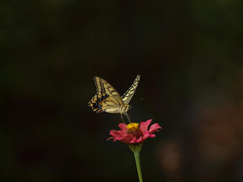 _9054547hk_1.4ev.jpg