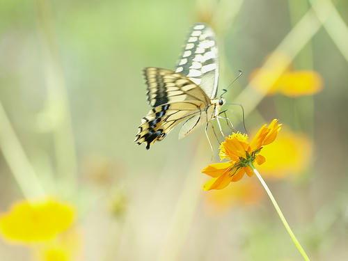 _9054592lk_-0.8ev_4500k_grn7_ss150.jpg