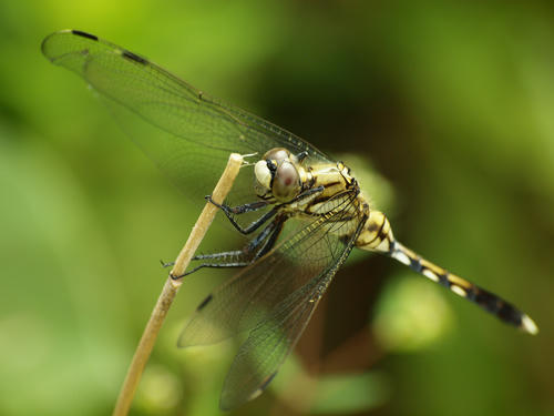 _9054650lk_0.8ev_5300k_rd2_grn3.jpg