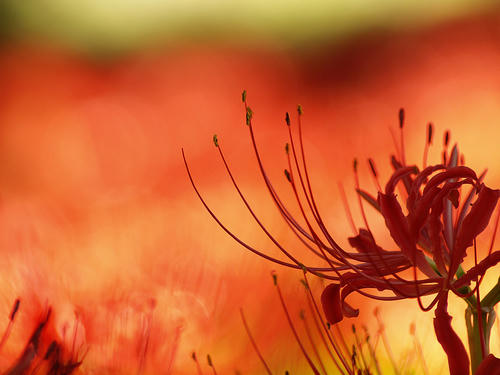 _9255157lk_1.6ev_rd4_ss100.jpg