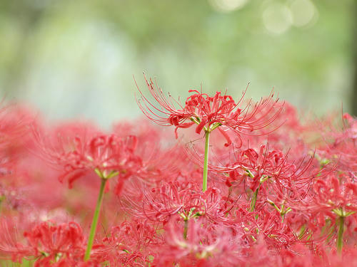 _A025777orgn_ss100_ac.jpg