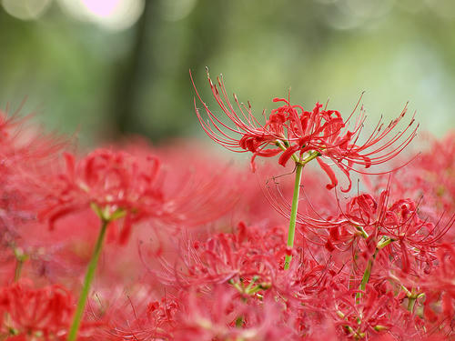 _A025782orgn_ac_ss100.jpg