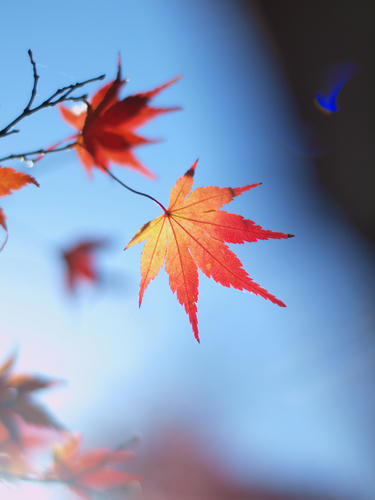 _C047572_color2_0.4ev_5500k_rd-7.jpg