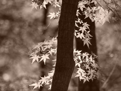_C047596lk_sepia_1.2ev.jpg