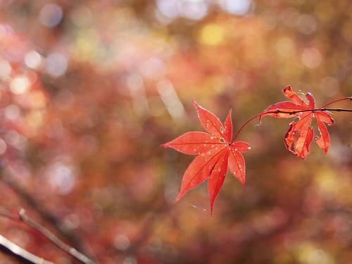 _C047616lk_0.7ev.jpg