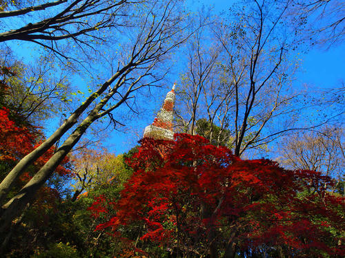 _C118295pa_flat_color-2_0.2ev_5500k_rd-4_grn2_ss200.jpg