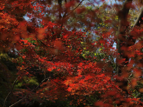 _C118395_vvd_color-1_5500k_grn2_ss150.jpg