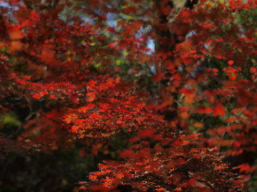 _C118396_vvd_0.2ev_5500k_rd-2_grn2_ss150.jpg