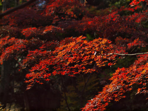_C118536_vvd_color1_0.8ev_5500k_rd-3_grn1_ss150.jpg