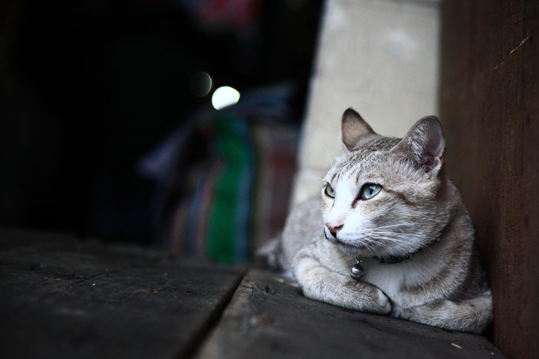 _MG_5547.jpg