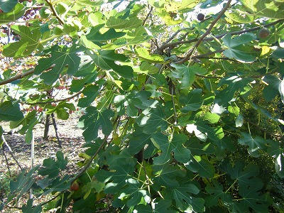 DSCF6054.jpg