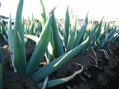 DSCF6064.jpg