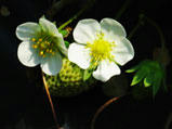 苺の花