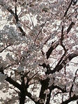080328_094123.jpg