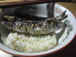 iwashi.jpg