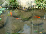 5月23日池の金魚