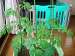 DSC01074.jpg