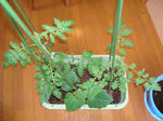 DSC01097.JPG