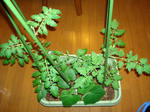 DSC01100.JPG