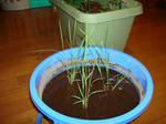 DSC01101.JPG