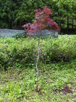 DSC00044.jpg