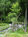DSC00050.jpg