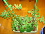 DSC01107.JPG