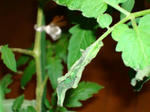 DSC01127.jpg