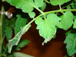 DSC01129.jpg