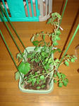 DSC01133.jpg