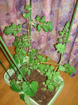 DSC01136.jpg