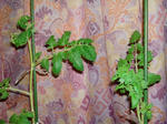 DSC01137.jpg