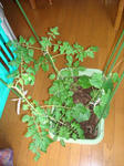 DSC01140.jpg