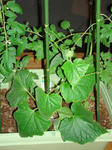 DSC01153.jpg