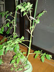 DSC01156.jpg