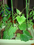 DSC01162.jpg