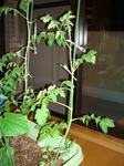 DSC01163.jpg