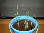DSC01166.jpg