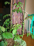 DSC01180.jpg