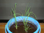 DSC01184.jpg