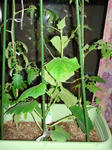 DSC01185.jpg