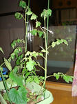 DSC01190.jpg