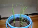 DSC01196.jpg
