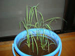DSC01212.jpg